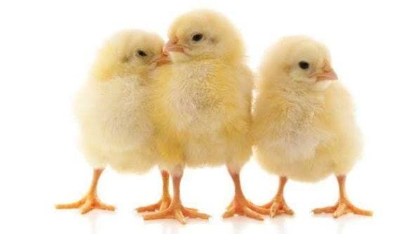 Sell Eggs & Poultry Online