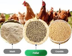 Poultry Feed